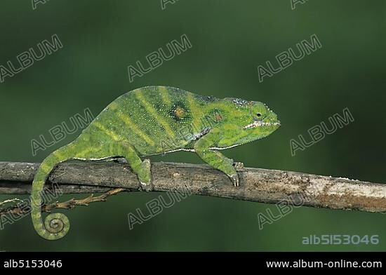 Chameleon (Furcifer minor), female on twig, Madagascar, Africa.