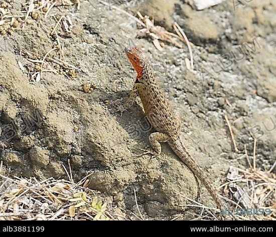 Galápagos Lava Lizard (Microlophus albemarlensis), Floreana, Galápagos Islands, Ecuador, South America.