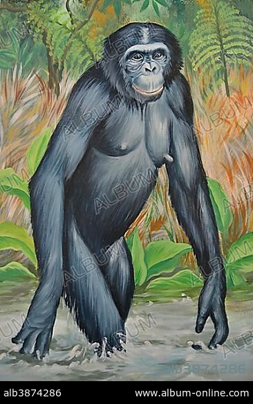 Painted bonobo, sign at the entrance to the Lola ya Bonobo Sanctuary, Kimwenza, Mont Ngafula, Kinshasa, Democratic Republic of the Congo.
