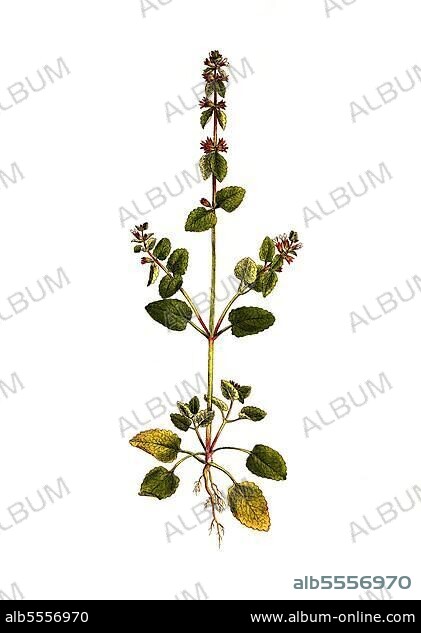 Acker-Ziest, Stachys arvensis, digital restaurierte Reproduktion einer Originalvorlage aus dem 19. Jahrhundert, genaues Originaldatum nicht bekannt.