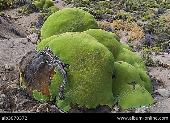 Yareta or Llareta cushion plant (Azorella compacta) growing on the slopes of the Taapacá volcano, Arica y Parinacota Region, Chile, South America.
