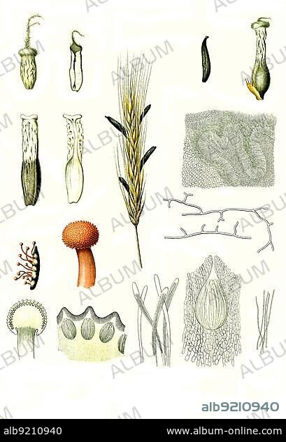 Medicinal plant, Purple ergot fungi (Claviceps purpurea) (Claviceps), which grows and parasitises on rye and other sweet grasses, Historic, digitally restored reproduction from a 19th century original.
