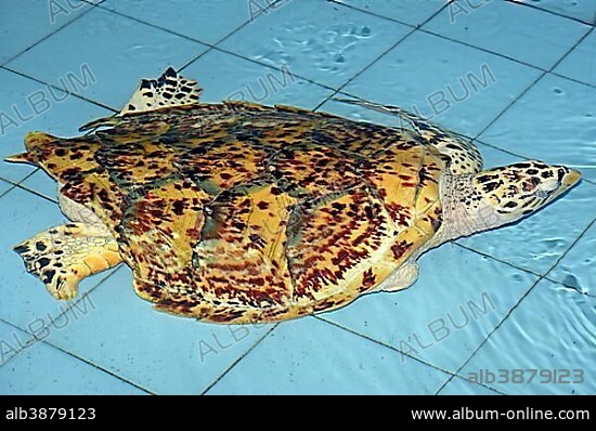 Hawksbill sea turtle (Eretmochelys imbricata), damage to the shell by a propeller, breeding station, Bali, Indonesia, Asia.