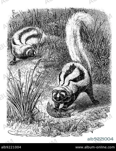 Zorilla or striped polecat (Ictonyx striatus), a predatory species from the marten family living in Africa, digitally restored reproduction of an original artwork from the 19th century, exact original date unknown.