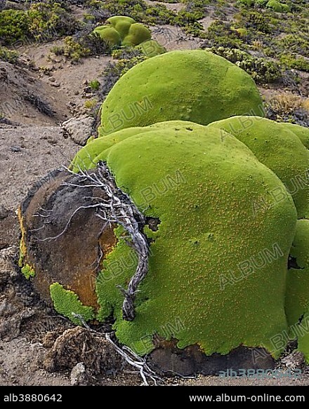 Yareta or Llareta cushion plant (Azorella compacta) growing on the slopes of the Taapacá volcano, Arica y Parinacota Region, Chile, South America.
