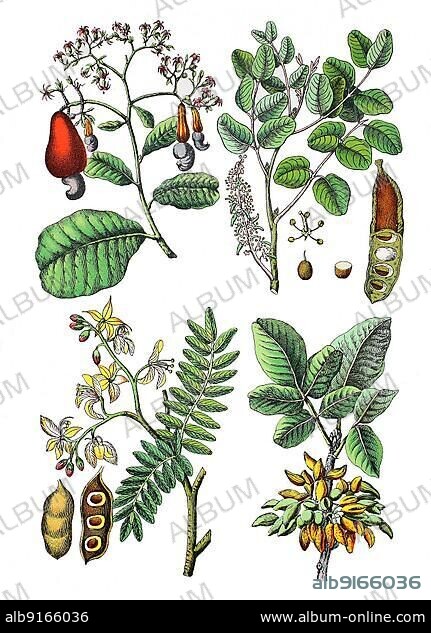 Cashew tree, cashew tree, acajou tree or kidney tree, Anacardium occidentale (top left), carob tree, Bockshörndl tree, caruben tree or carob tree, Ceratonia siliqua (top right), tamarind tree, Tamarindus indica (bottom left), pistachio tree, real pistachio, Pistacia vera (bottom right), Historic, digitally restored reproduction of a 19th century original.