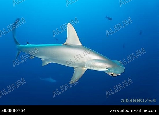 Scalloped Hammerhead (Sphyrna lewini) swims in the open sea, Red Sea, Egypt, Africa.