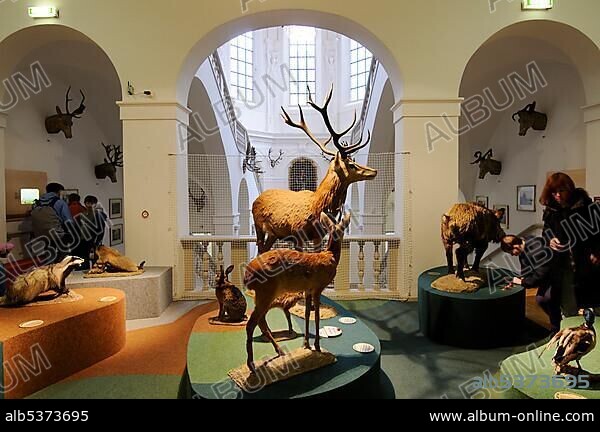 Stuffed animals, Deutsches Jagd- und Fischereimuseum (German Hunting and Fishing Museum), Munich, Bavaria, Germany, Europe.