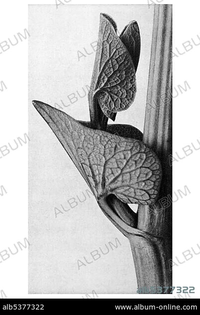 Historical photograph, Birthwort (Aristolochia clematitis), Karl Blossfeldt, Urformen der Kunst, The original art.