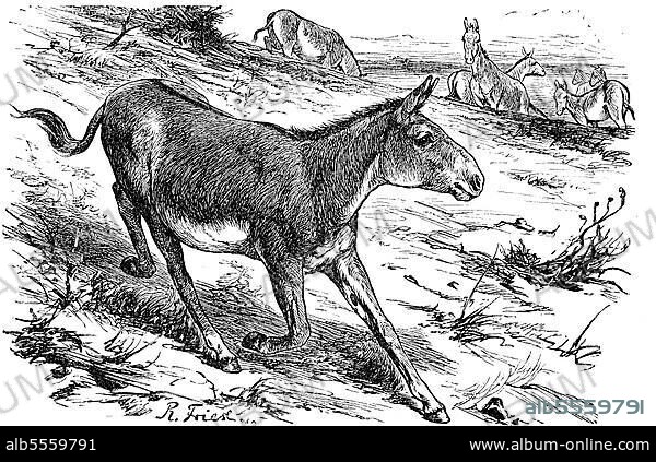 Onager (Equus Hemionus), auch bekannt als Hemione oder Asiatic Wild Ass, Historisch, digital restaurierte Reproduktion einer Originalvorlage aus dem 19. Jahrhundert.