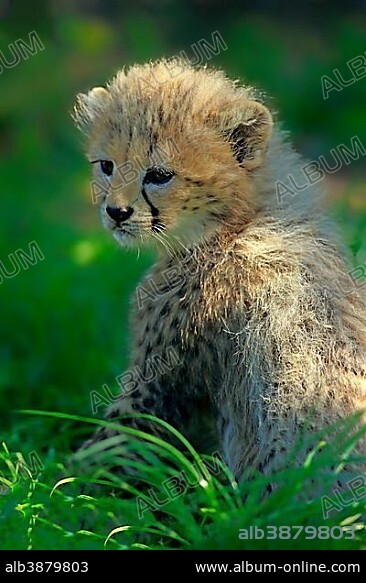 Sudan cheetah (Acinonyx jubatus soemmeringii), young animal in the grass, seven weeks old, occurrence Sudan, captive.