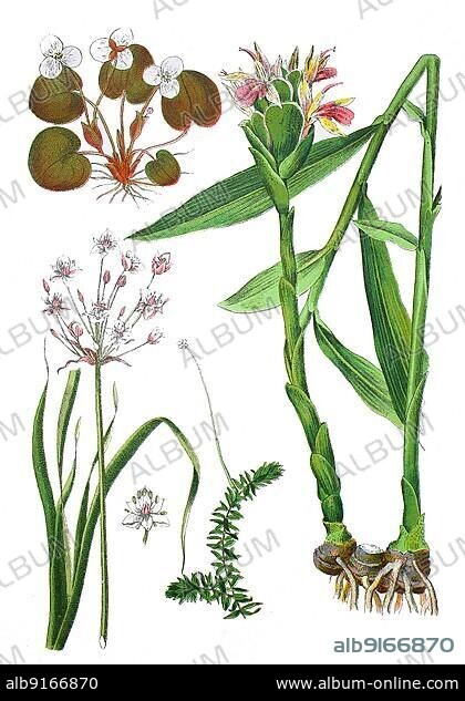 Frog's-bit, Hydrocharis morsus ranae (top left), Water-plant, Helodea canadensis (bottom centre), Swan-flower, also Water-lily, Flower-bine, Doldige Swan-flower or Water-violet, Butomus umbellatus (bottom left), ginger (Zingiber officinale) (right), digitally restored reproduction of an original 19th century artwork, exact original date unknown.