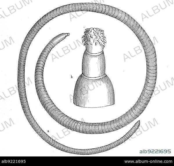 Echinorhynchus gigas, giant scratcher, occasionally in the human intestine, roundworm with invertible, hoe-bearing proboscis, Historic, digitally restored reproduction from a 19th century original.