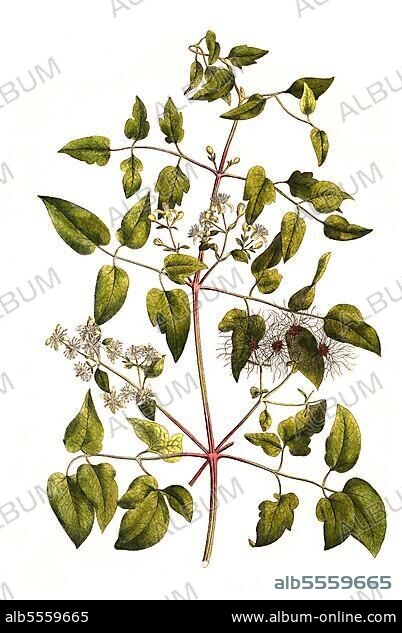 Gewöhnliche Waldrebe (Clematis vitalba), auch Echte oder Gemeine Waldrebe, digital restaurierte Reproduktion einer Originalvorlage aus dem 19. Jahrhundert, genaues Originaldatum nicht bekannt.