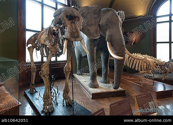 African elephant (Loxodonta africana) and skeleton, Natural History Museum, opened 1889, Vienna, Austria, Europe.