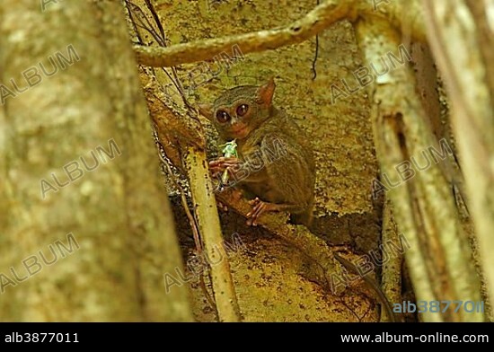 Spectral Tarsier (Tarsius spectrum, Tarsius tarsier), Tangkoko National Park, Sulawesi, Indonesia, Asia.