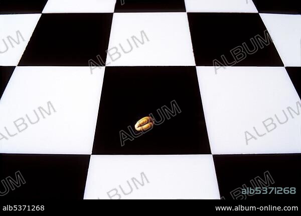 Chess board (checkerboard, cequerboard) with one grain of wheat. Story (legend) of the Indian king Shihram and the wise man Sissa bin Dahir.