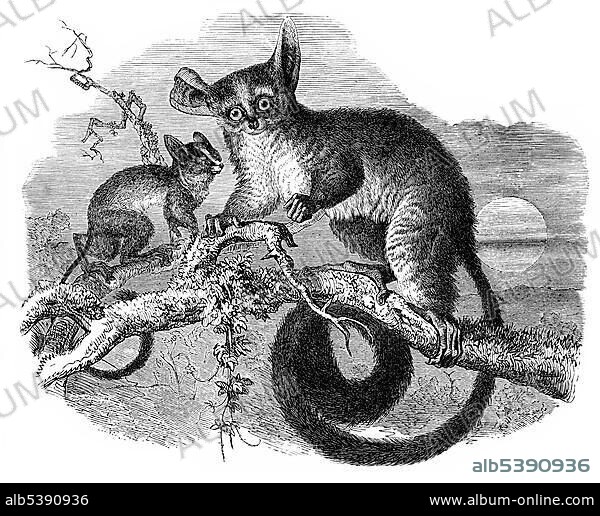 Historic illustration of bushbabies (Galago sp.), 19th century, Meyers Konversations-Lexikon encyclopedia, 1889.
