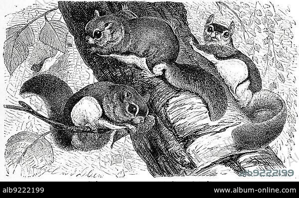 Assapan, southern flying squirrel (Glaucomys volans), Glaucomys volan, a species of rodent in the squirrel family, southern flying squirrel or the assapan, Historic, digitally restored reproduction of a 19th century original, exact original date unknown.