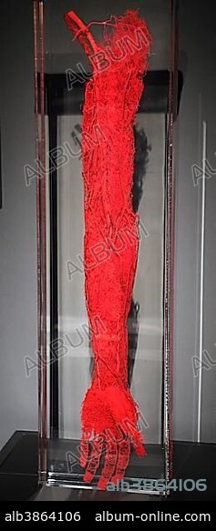 Plastinate, blood vessels, human arm and hand, Body Worlds, Menschen Museum, Berlin, Germany, Europe.