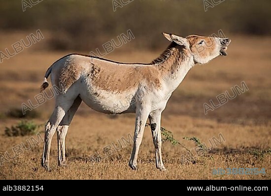 Onager or Asiatic wild ass (Equus hemionus), endangered species, jack flehming, flehmen response, Little Rann of Kutch, Gujarat, India, Asia.