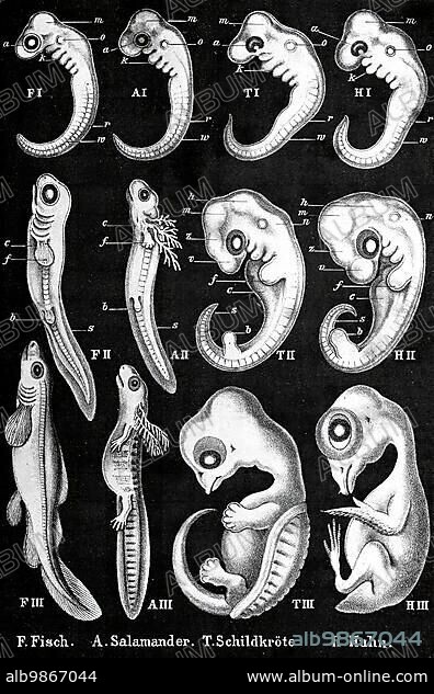 Ernst Haeckel, History of development, evolution, anthropogeny, comparative embryos of fish, salamanders, turtles and chickens, Historical, digitally restored reproduction from an original of the time.