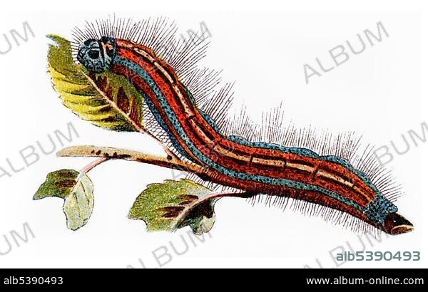 Lackey moth (Malacosoma neustria), caterpillar, historical illustration, Meyers Konversations-Lexikon encyclopedia, 1897.