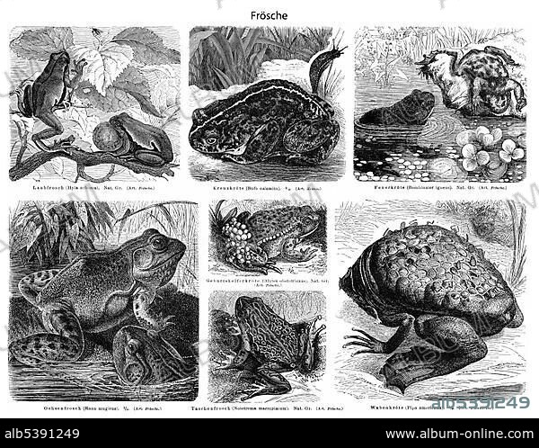 Historic illustration of frogs and toads (Anura, Salientia), 19th century, Meyers Konversations-Lexikon encyclopedia, 1889.