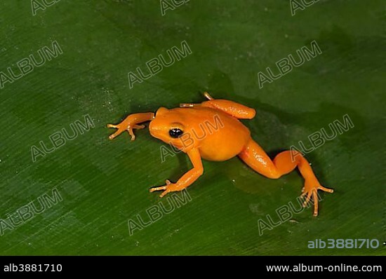 Golden Mantella (Mantella aurantiaca), Madagascar, Africa.