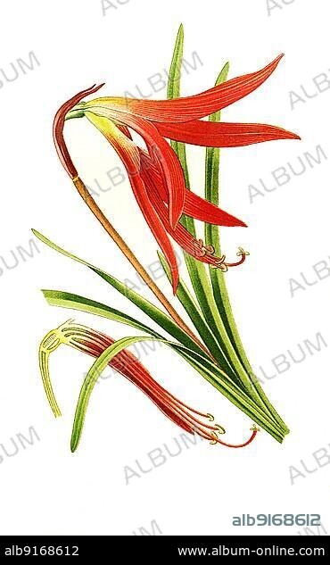 Sprekelia formosissima, Aztec lily or Jacobean lily, Jacobean Lily. Jacobean lily, Flower, Plant, Historic, digitally restored reproduction of a 19th century original.