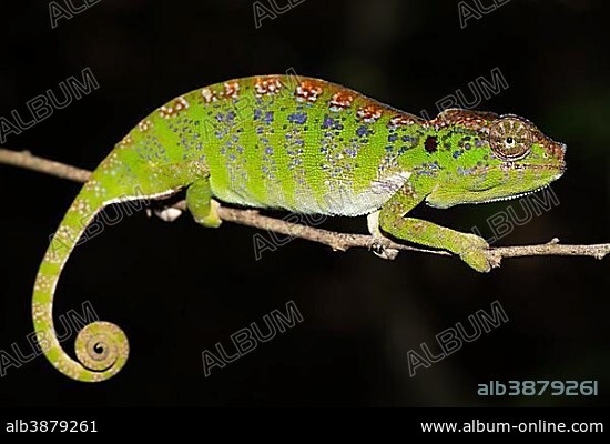 Labord's chameleon (Furcifer labordi), Female, Kirindy National Park, Madagascar, Africa.