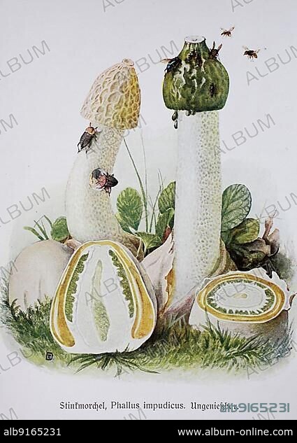 Mushroom, common stinkhorn (Phallus impudicus), digitally restored reproduction of an original from the 19th century, exact original date not known.