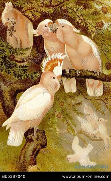 Historical graphic representation, Inca Cockatoo (Cacatua leadbeateri), 19th Century, from Meyers Konversations-Lexikon encyclopaedia, 1889.
