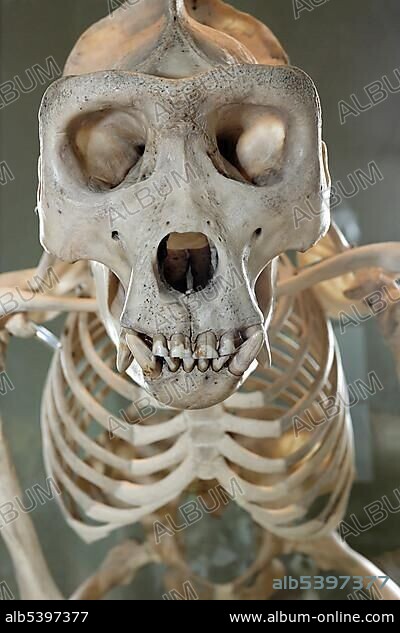 Skull and skeleton of an orang-utan, museum of natural history, castle Rosenstein, Baden-Wuerttemberg, Germany, Europe.