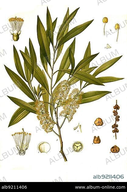 Medicinal plant, Melaleuca leucadendra, also called silver tree myrtle heath, cajeput tree, cajeput tree, is a species of plant in the genus Melaleuca, Historic, digitally restored reproduction from a 19th century original.