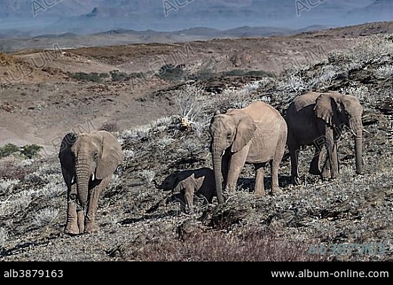 African bush elephants (Loxodonta africana), desert elephants with calf, dry landscape, Damaraland, Namibia, Africa.