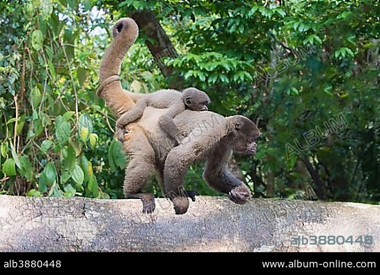Brown Woolly Monkey or Humboldt's Woolly Monkey (Lagothrix lagotricha), adult female with its young on the back, vulnerable species, Amazonas State, Brazil, South America.