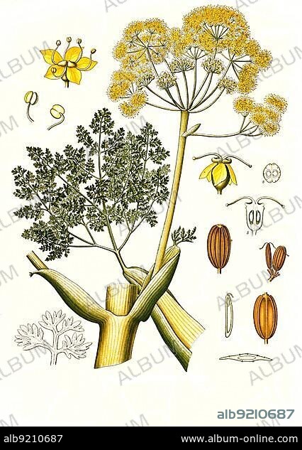 Medicinal plant, Ferula galbaniflua, galban resin, mother resin, galbanum and galban, the dried milk sap (gum resin), obsolete also as galban sap and galban gum, Historical, digitally restored reproduction from a 19th century original.