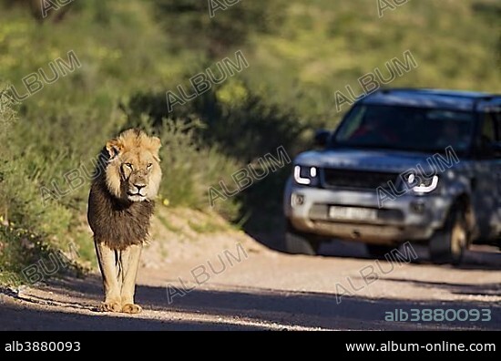 Lion (Panthera leo), black-maned Kalahari lion, male walking on road, behind it a tourist vehicle on a game drive, rainy season in green surroundings, Kalahari Desert, Kgalagadi Transfrontier Park, South Africa, Africa.