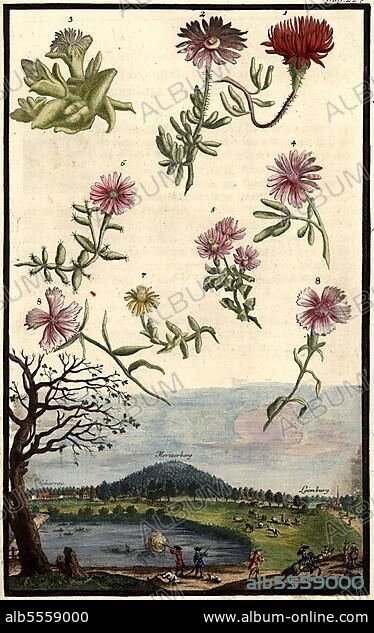 Blüten und Blick auf Scharrau, Morizerberg und Leimburg, Gartengestaltung, Nürnbergische Hesperides, Nürnberger Hesperidengärten von Johann Christoph Volkamer, 1710, Nürnberg, Bayern, Deutschland, digital restaurierte Reproduktion einer Originalvorlage aus dem 18. Jahrhundert, genaues Originaldatum nicht bekannt.