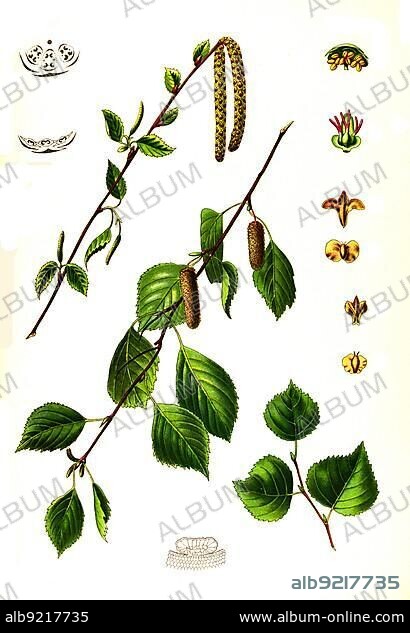 Hanging birch (Betula alba) (Betula verrucosa), also sand birch, white birch (Betula pubescens) or warty birch (Betula pendula) (top), Bog birch, also hairy birch, broom birch, glass birch or moor birch (bottom), Historical, digitally restored reproduction from an 18th century original.