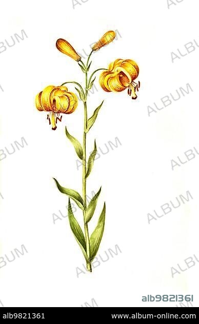 Pyrenean Lily (Lilium pyrenaicum); Historical; digitally restored reproduction from a 19th century original.
