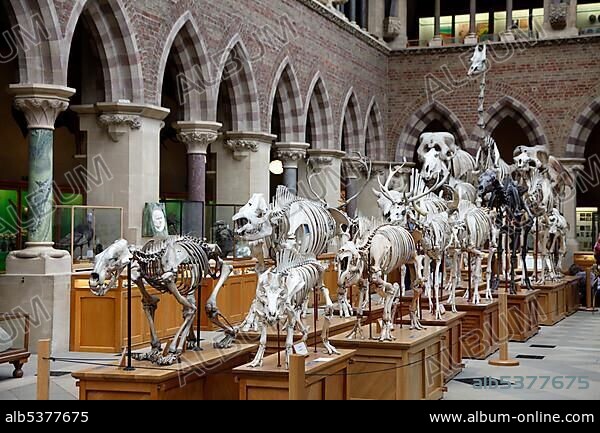 Oxford University Museum of Natural History, University of Oxford, Oxford, Oxfordshire, England, United Kingdom, Europe.
