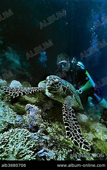 Green Sea Turtle (Chelonia mydas) with a scuba diver, Raja Ampat, West Papua, Indonesia, Asia.