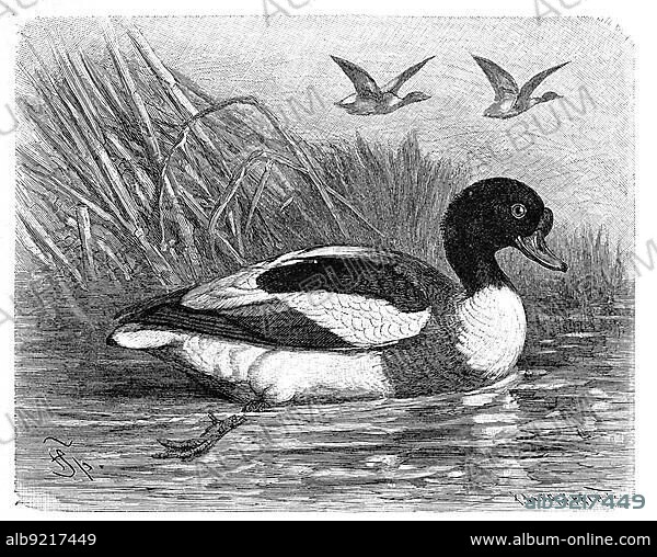 Bird, common shelduck (Tadorna tadorna), Duck family, Historic, digitally restored reproduction from a 19th century original.