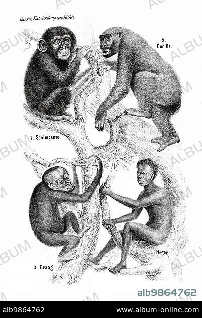 Ernst Haeckel, Anthropogeny. Gorilla and Tree of Life, the Evolution from Ape to Man, Historical, digitally restored reproduction from an original of the time.