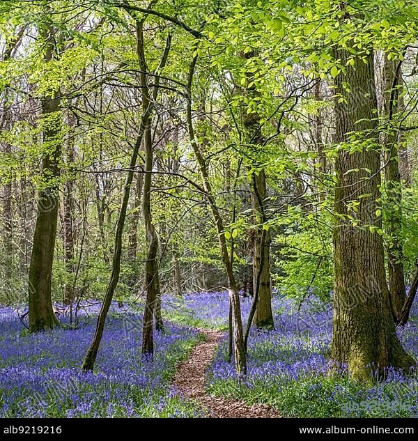 Bluebells in Staffhurst Woods near Oxted Surrey.