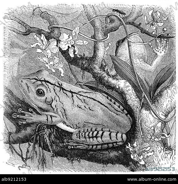 Reptiles, blacksmith tree frog (Boana faber), syn. Hypsiboas faber, also called Smith, is a member of the tree frog family, Historic, digitally restored reproduction from a 19th century original.