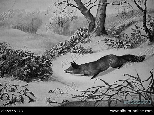 Schnürender Fuchs im Winter im Schnee, Historisch, digitale Reproduktion einer Originalvorlage aus dem 19. Jahrhundert, Originaldatum nicht bekannt.