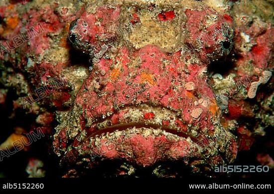 Reef stonefish Synanceia verrucosa.